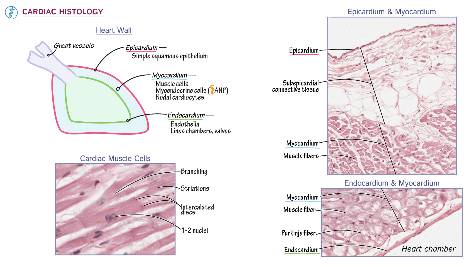 Anatomy & Physiology Cardiac Histology ditki medical & biological