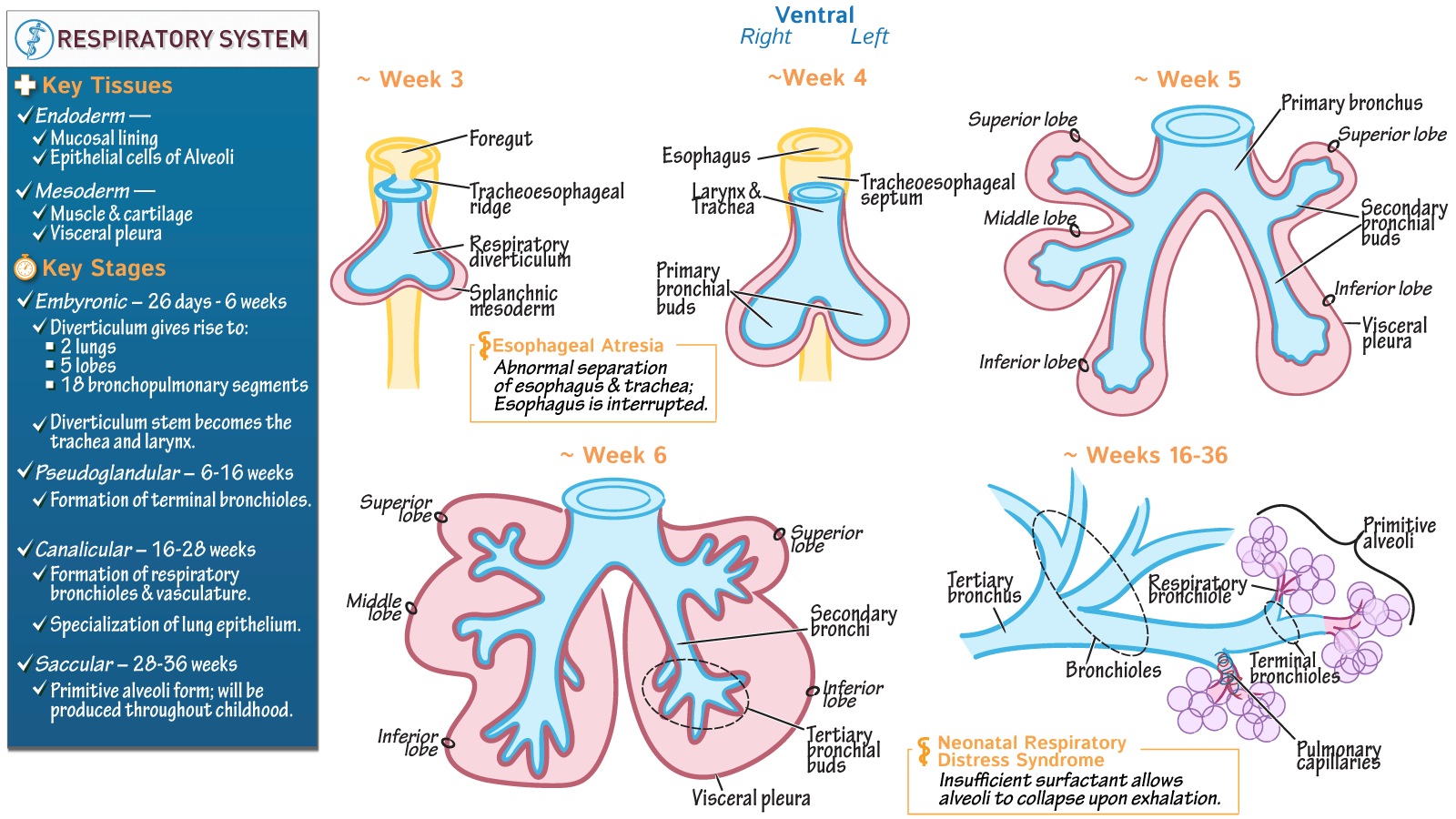 Respiratory System Cycle