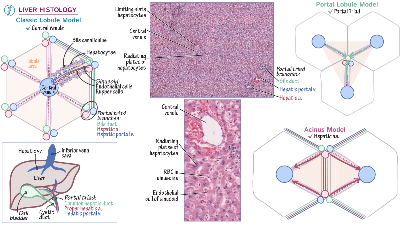 Physiology Liver Histology ditki medical & biological sciences