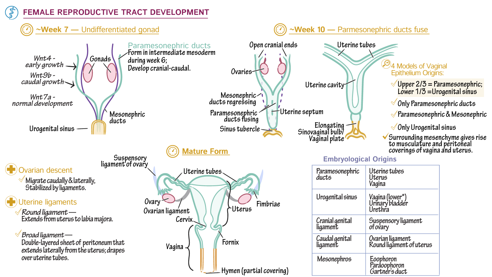 Embryology Development of the Uterine Tubes, Uterus, and Vagina