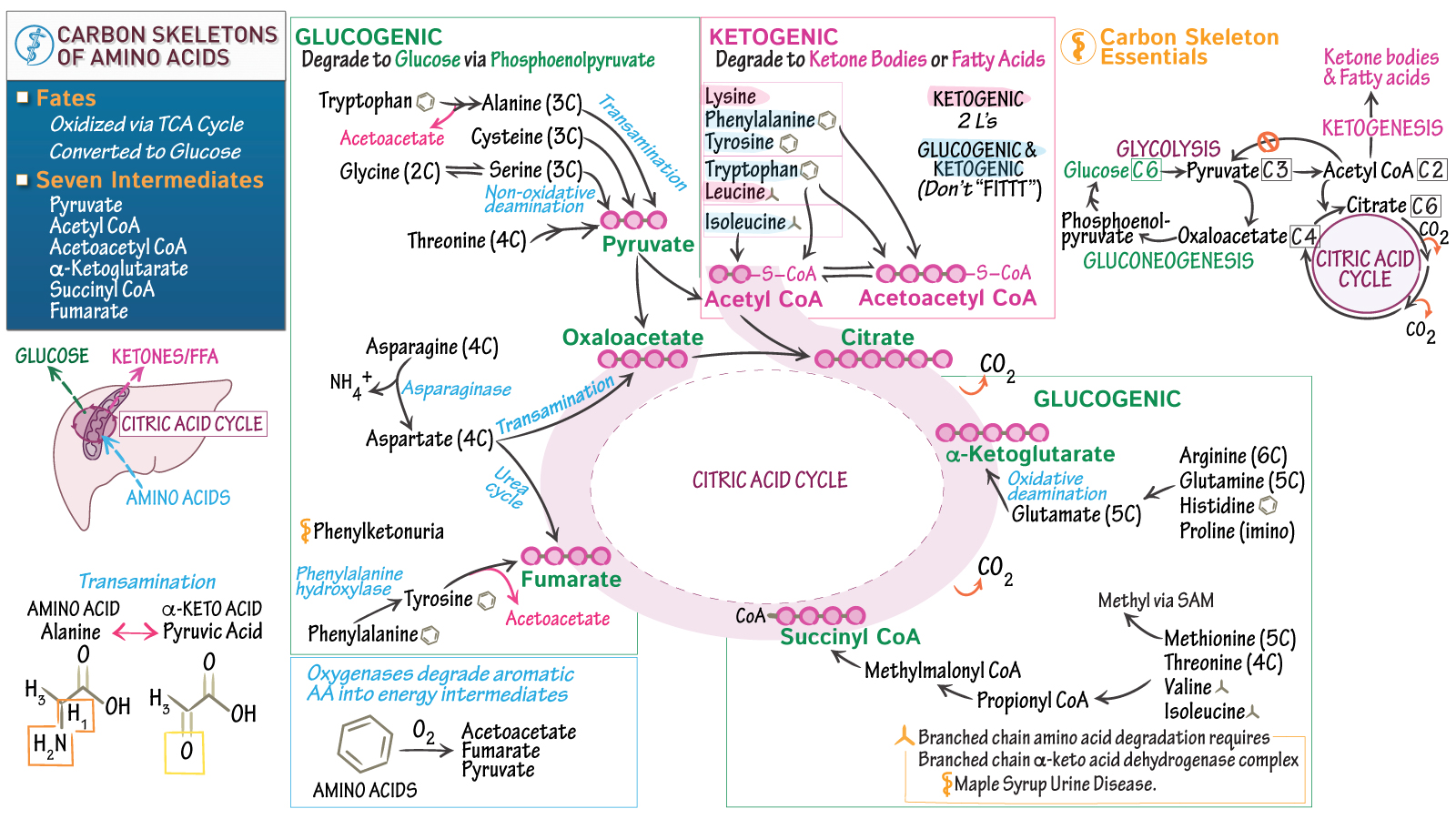 Biochemistry Carbon Skeletons of Amino Acids ditki medical