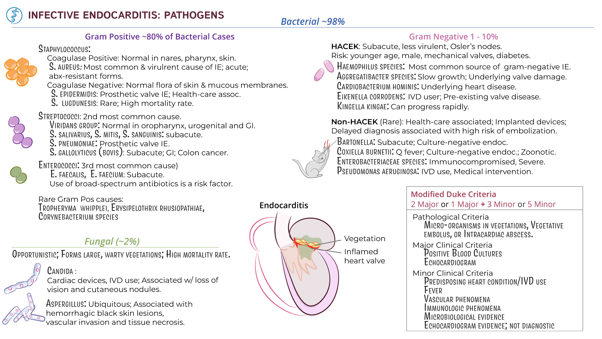 Immunology / Microbiology Infective Endocarditis Pathogens ditki