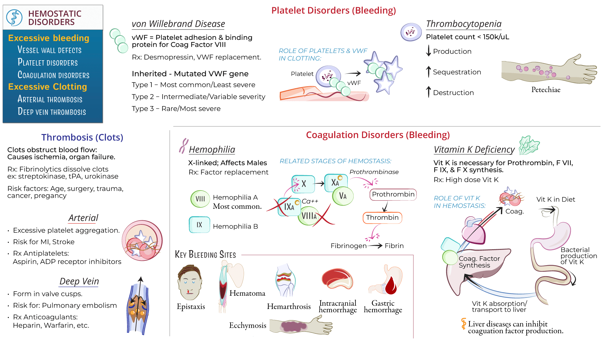 Anatomy & Physiology Hemostatic Disorders (Platelet & Coagulation
