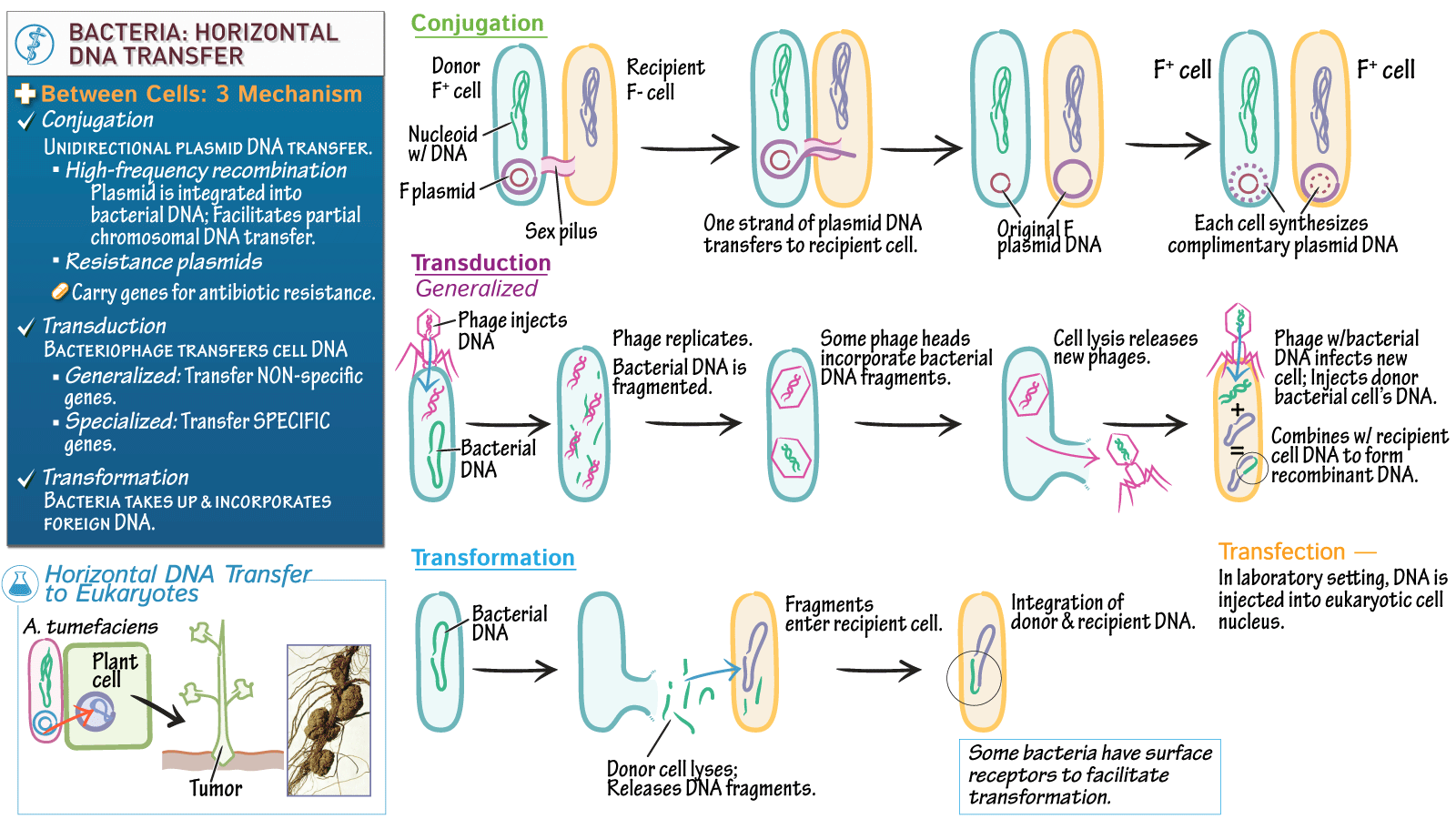 Pathology Bacterial Horizontal DNA Transfer ditki medical