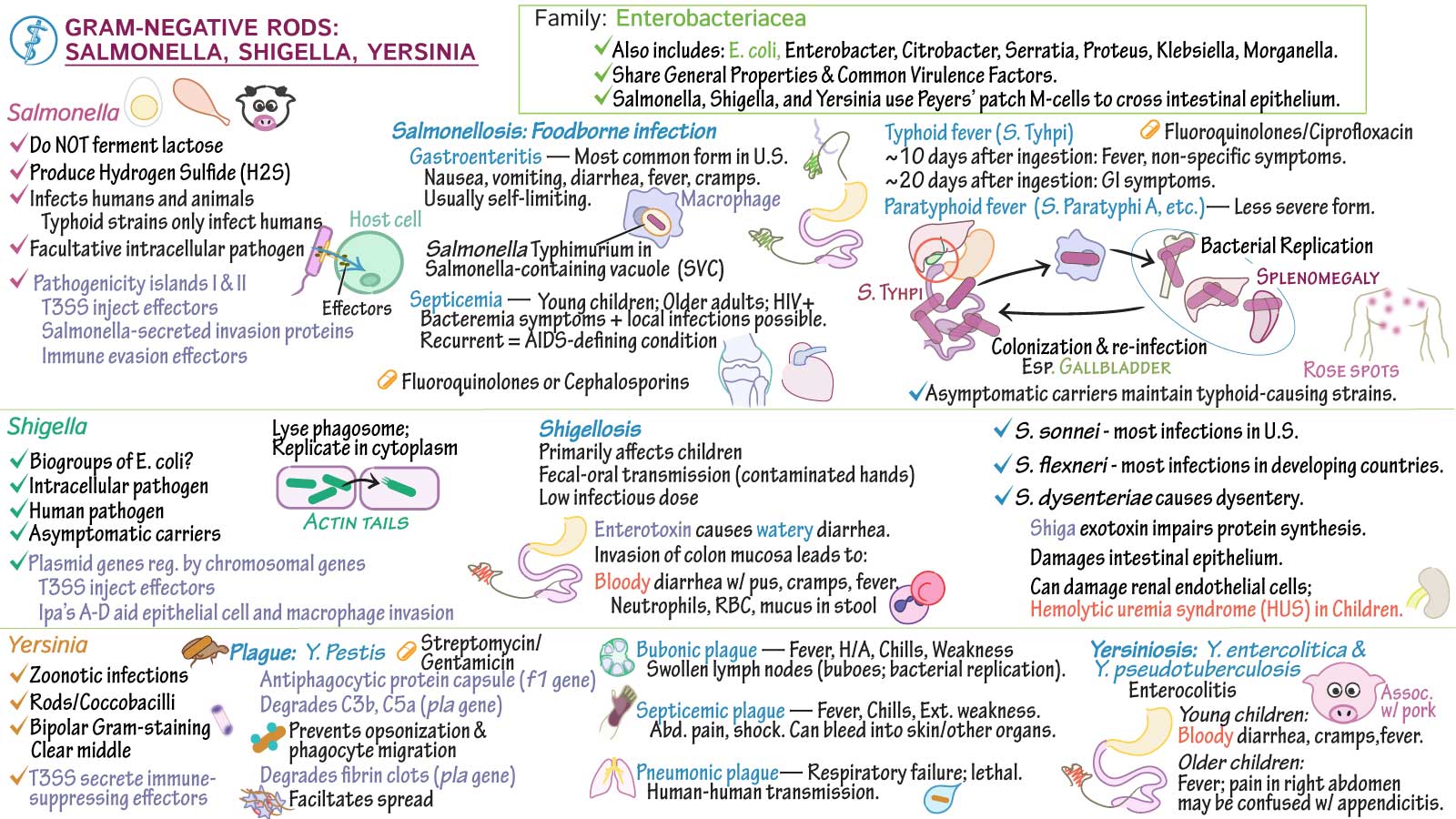 Immunology / Microbiology Salmonella, Shigella, Yersinia ditki