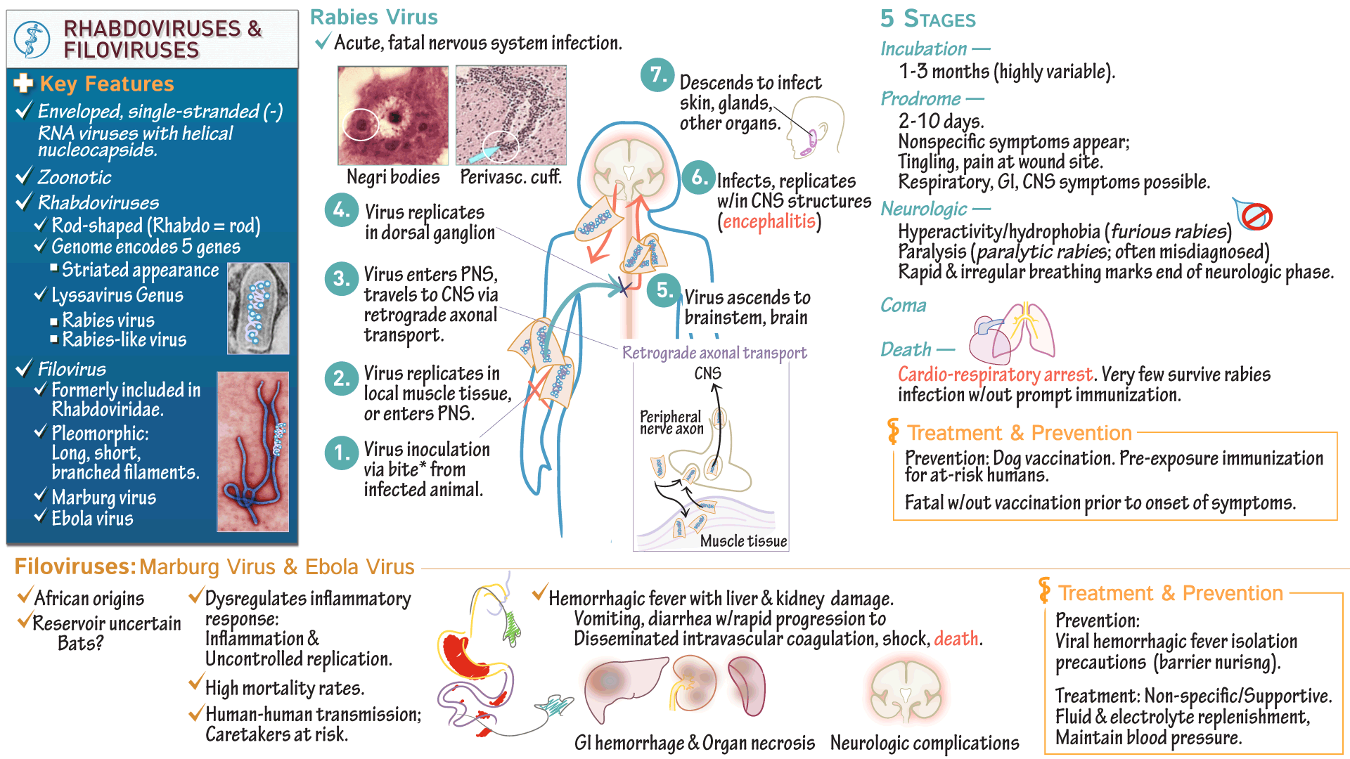 Marburg Virus Diagram - Rhabdoviridae Rabies Virus Filoviridae Marburg Virus Ebola Virus Draw It To Know It