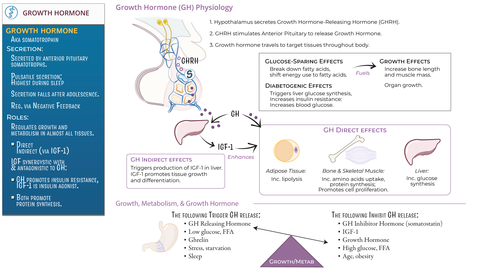 Physiology Growth Hormone Physiology ditki medical & biological sciences