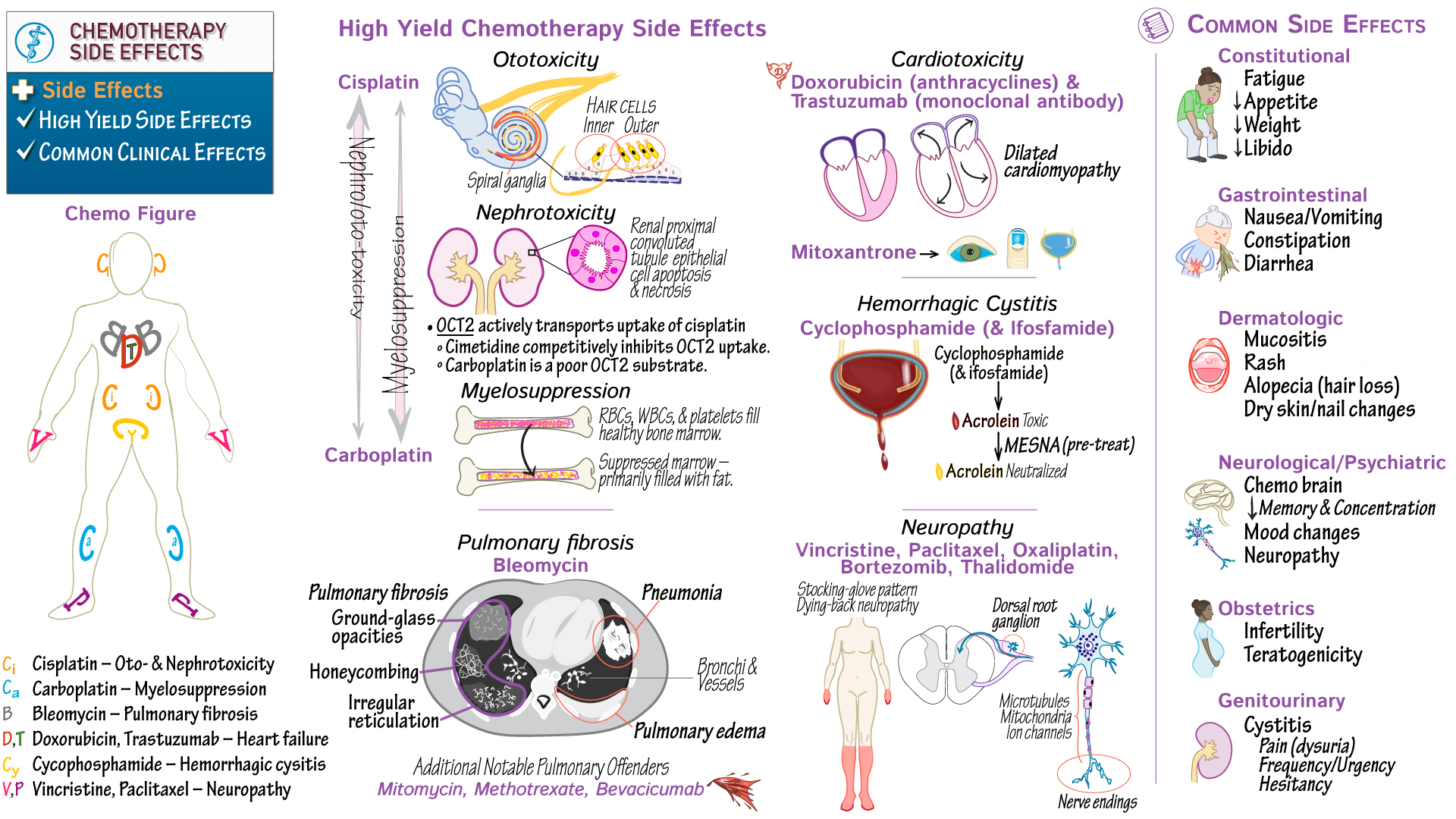 Pharmacology Chemotherapy Side Effects ditki medical & biological