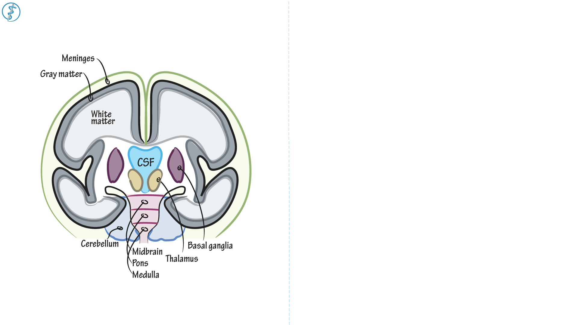 Anatomy & Physiology The Brain ditki medical & biological sciences