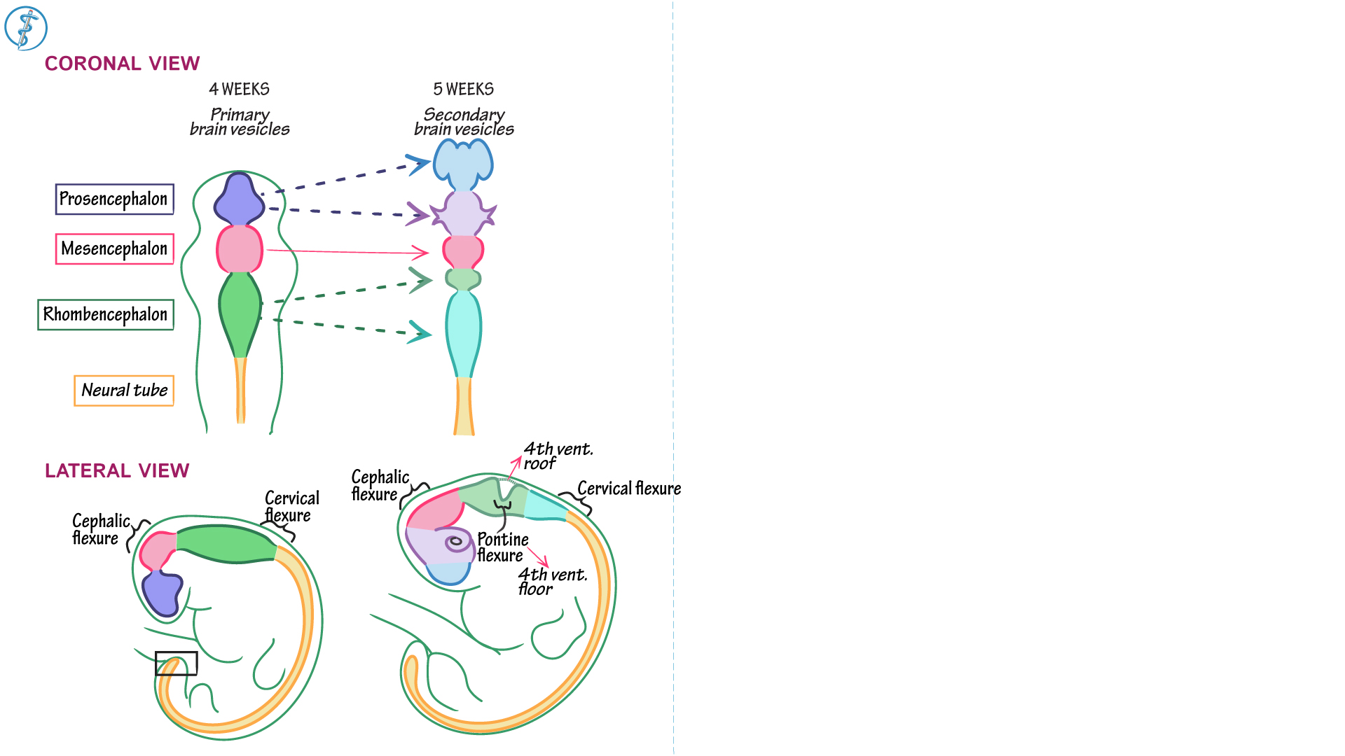 Neurological System Brain Vesicles ditki medical & biological sciences