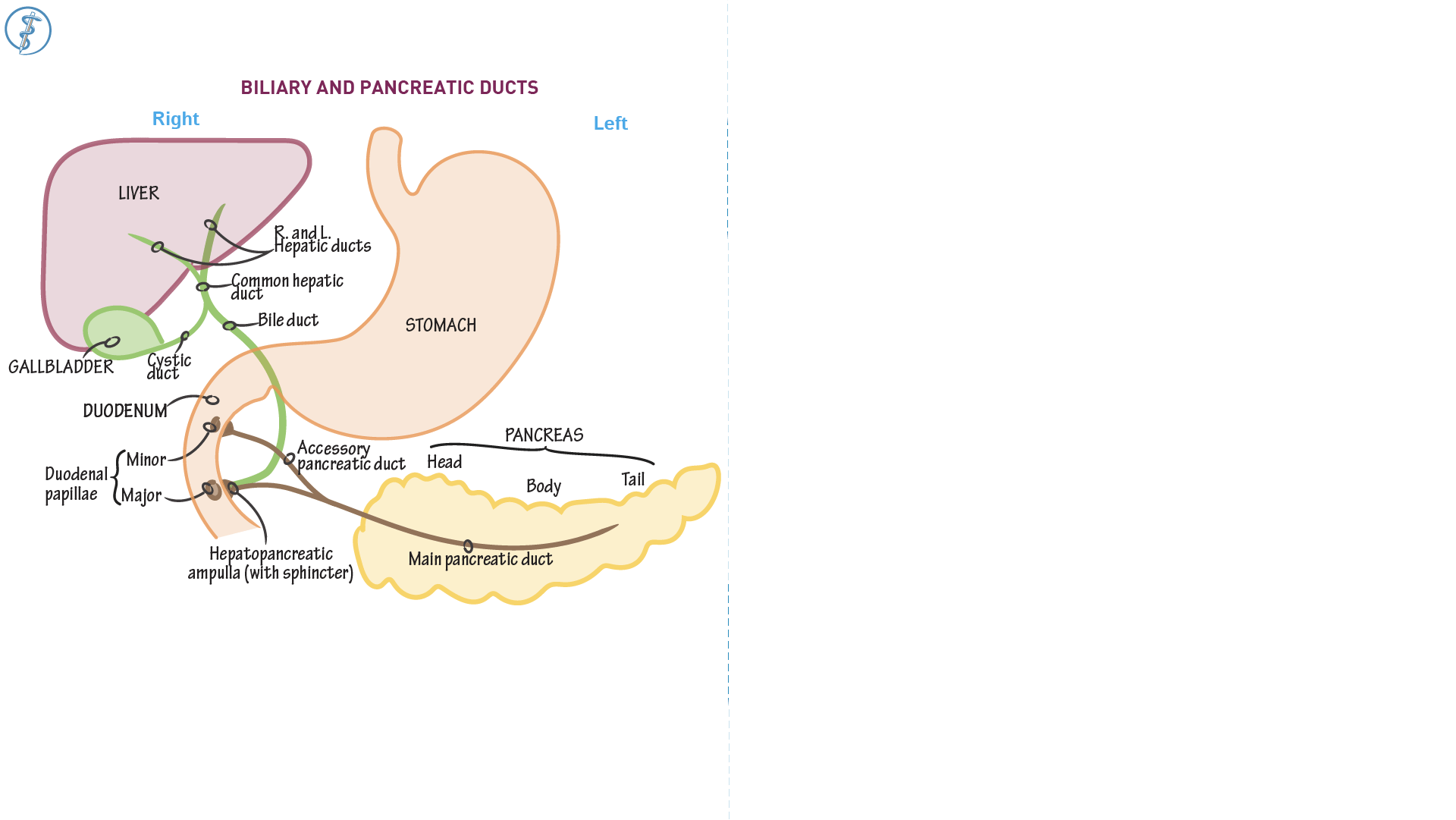 Anatomy & Physiology Biliary & Pancreatic Ducts ditki medical