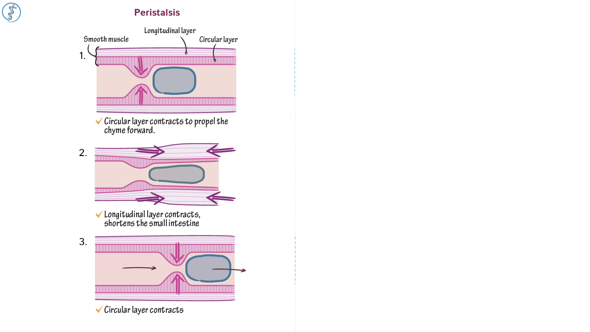 Anatomy & Physiology Peristalsis in the Small Intestine ditki