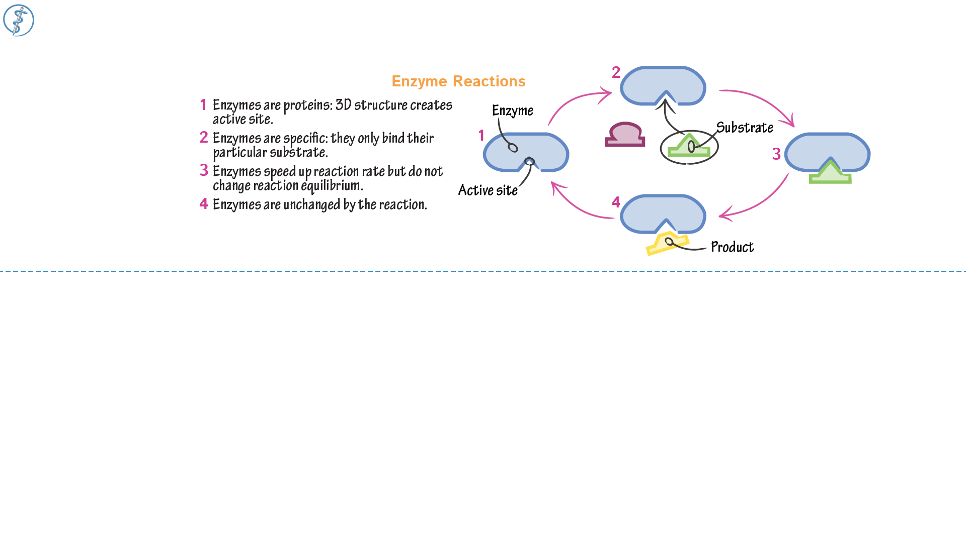 Biochemistry: Enzyme Reactions | Draw It to Know It