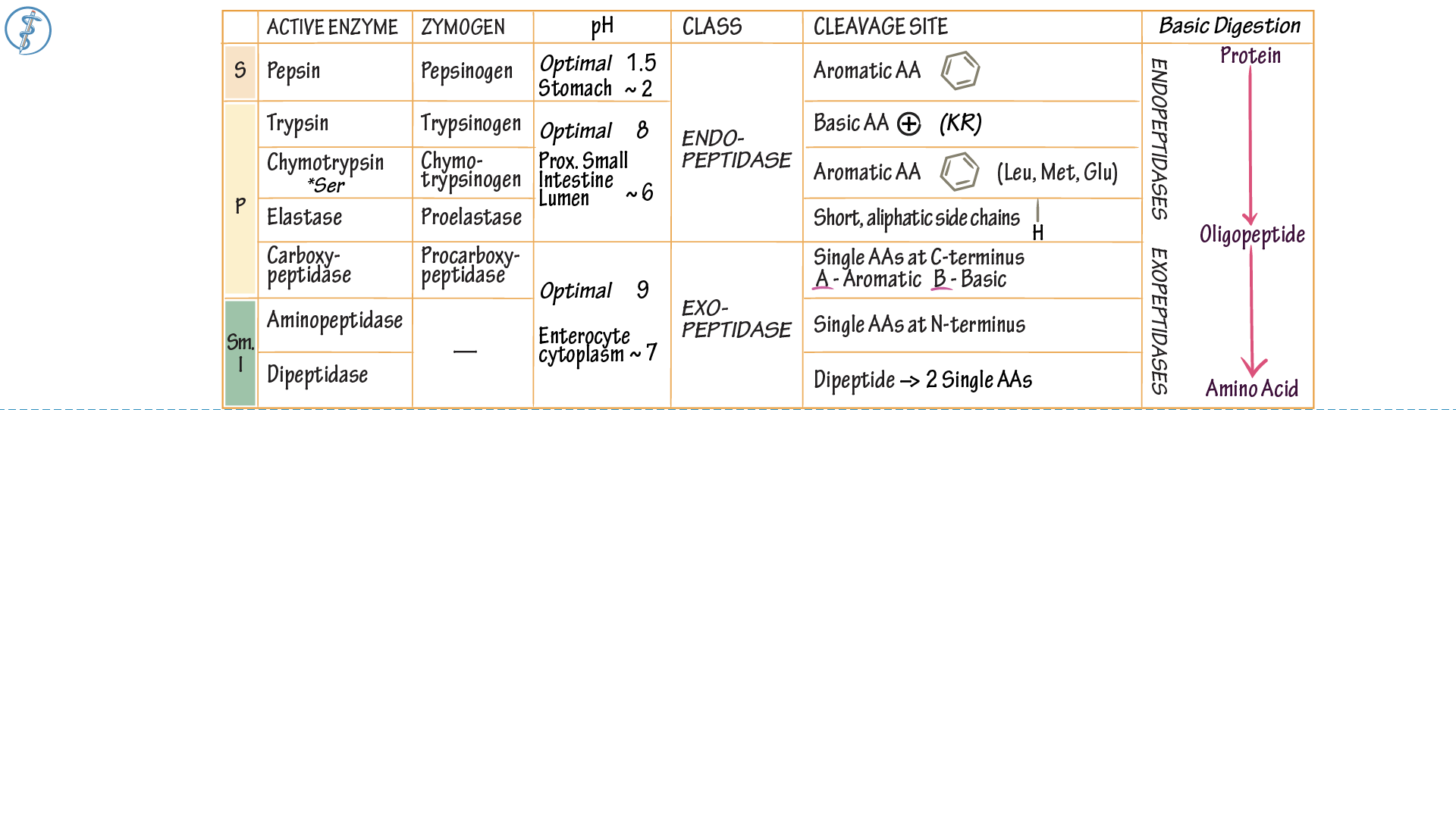 Biochemistry Digestive System Proteases ditki medical & biological