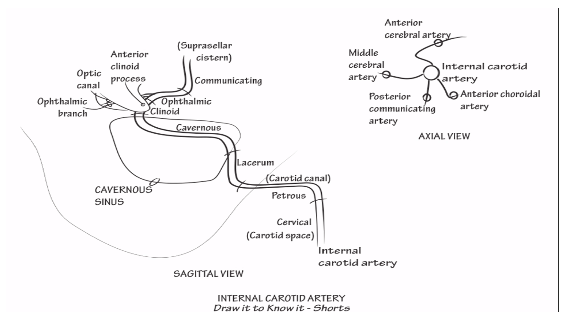 Neuroanatomy Internal Carotid Artery Draw It to Know It