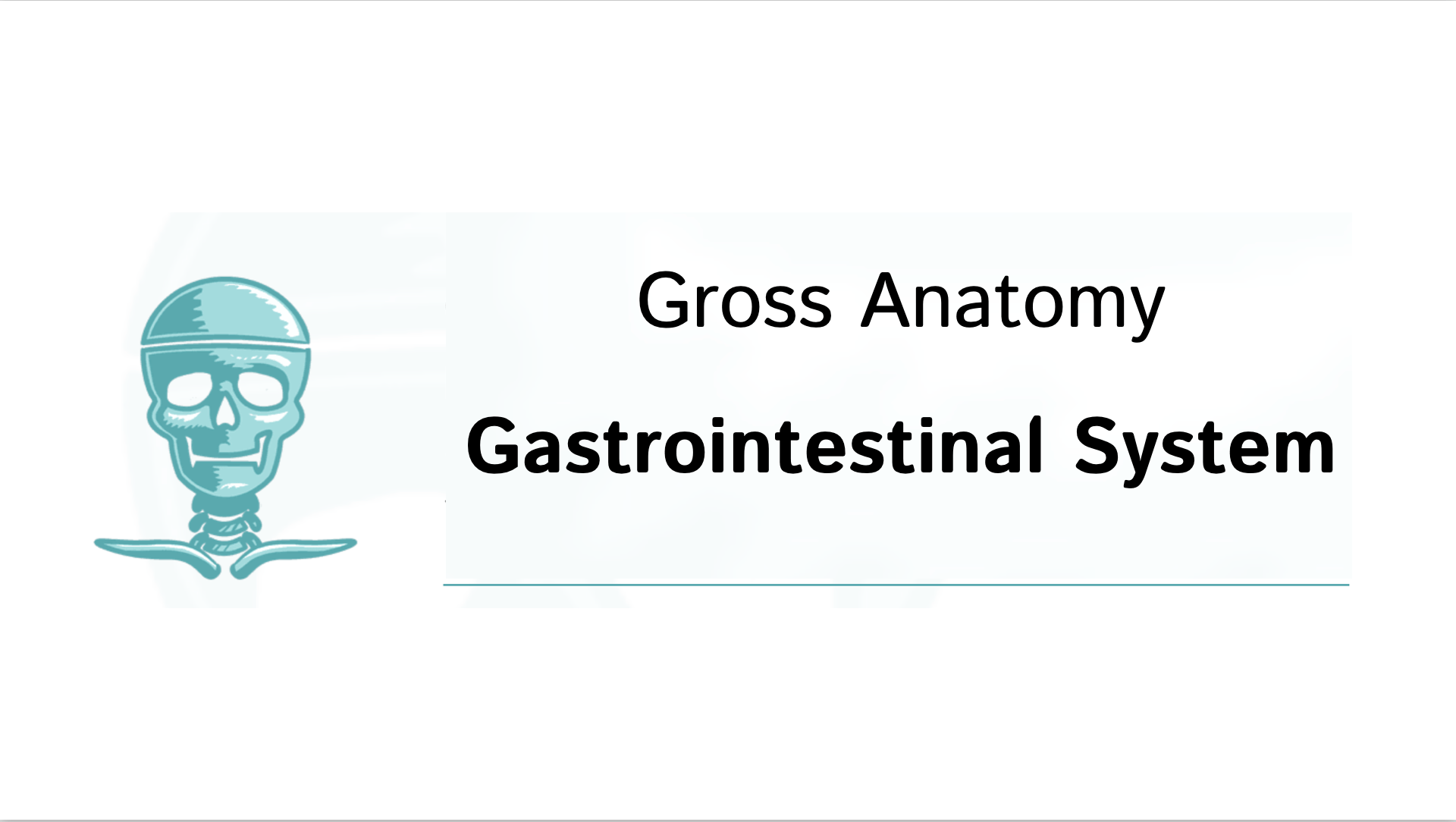Gross Anatomy Gastrointestinal System Slides Draw It to Know It
