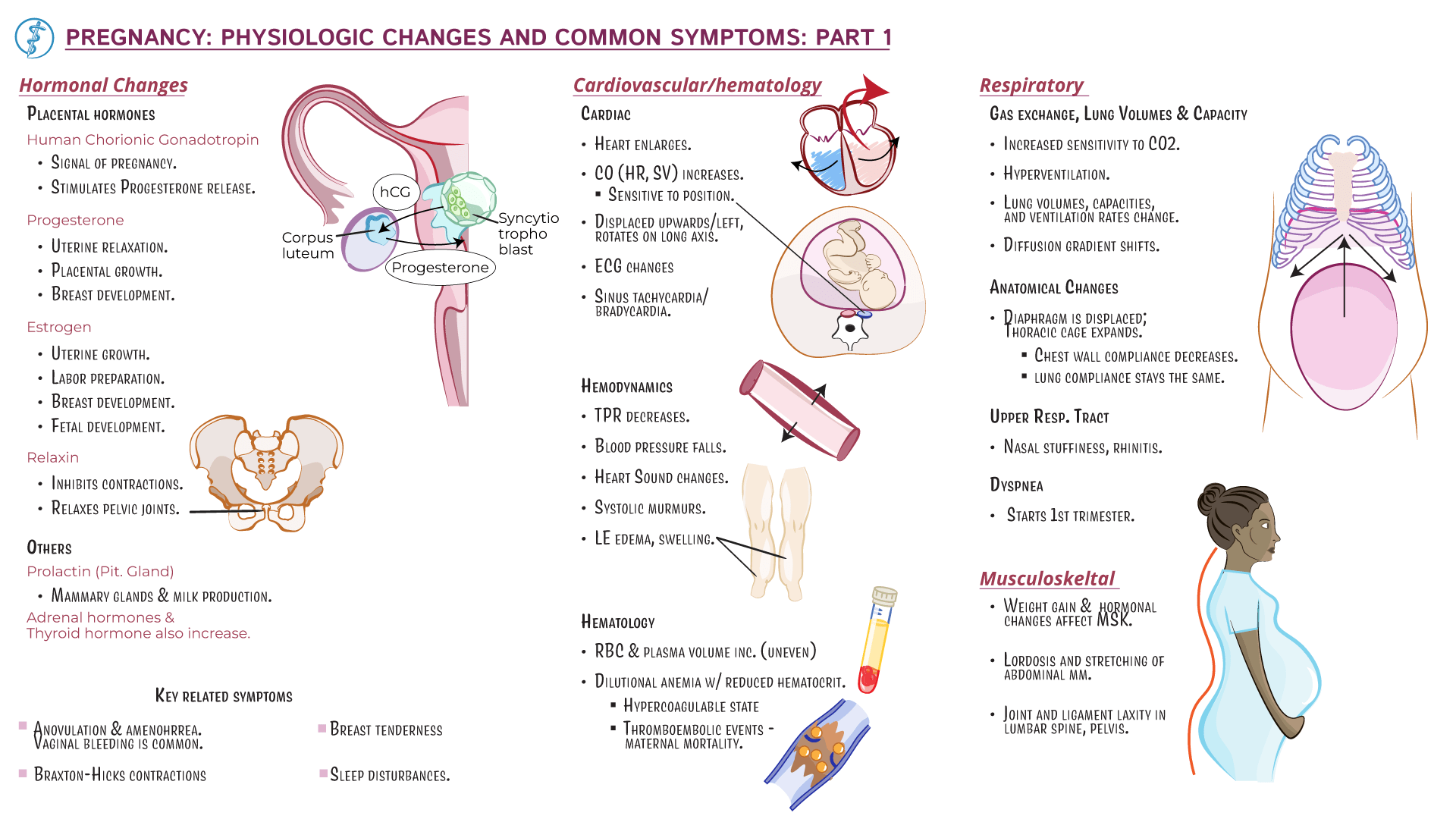 Physiology Pregnancy Changes, Part 1 (Hormonal, CardioPulm, Others