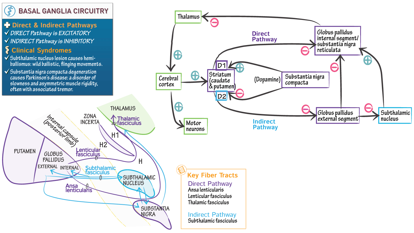 Neuroanatomy Basal Ganglia Physiology ditki medical & biological