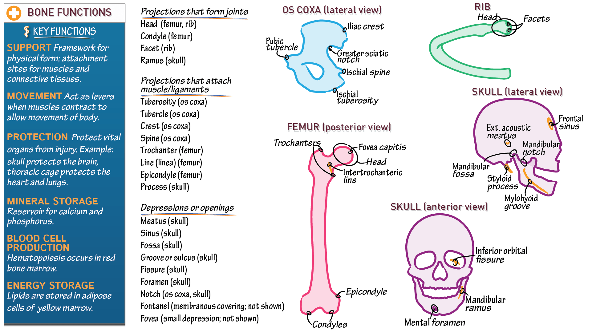 The Musculoskeletal/Integumentary System Bone Functions and Features