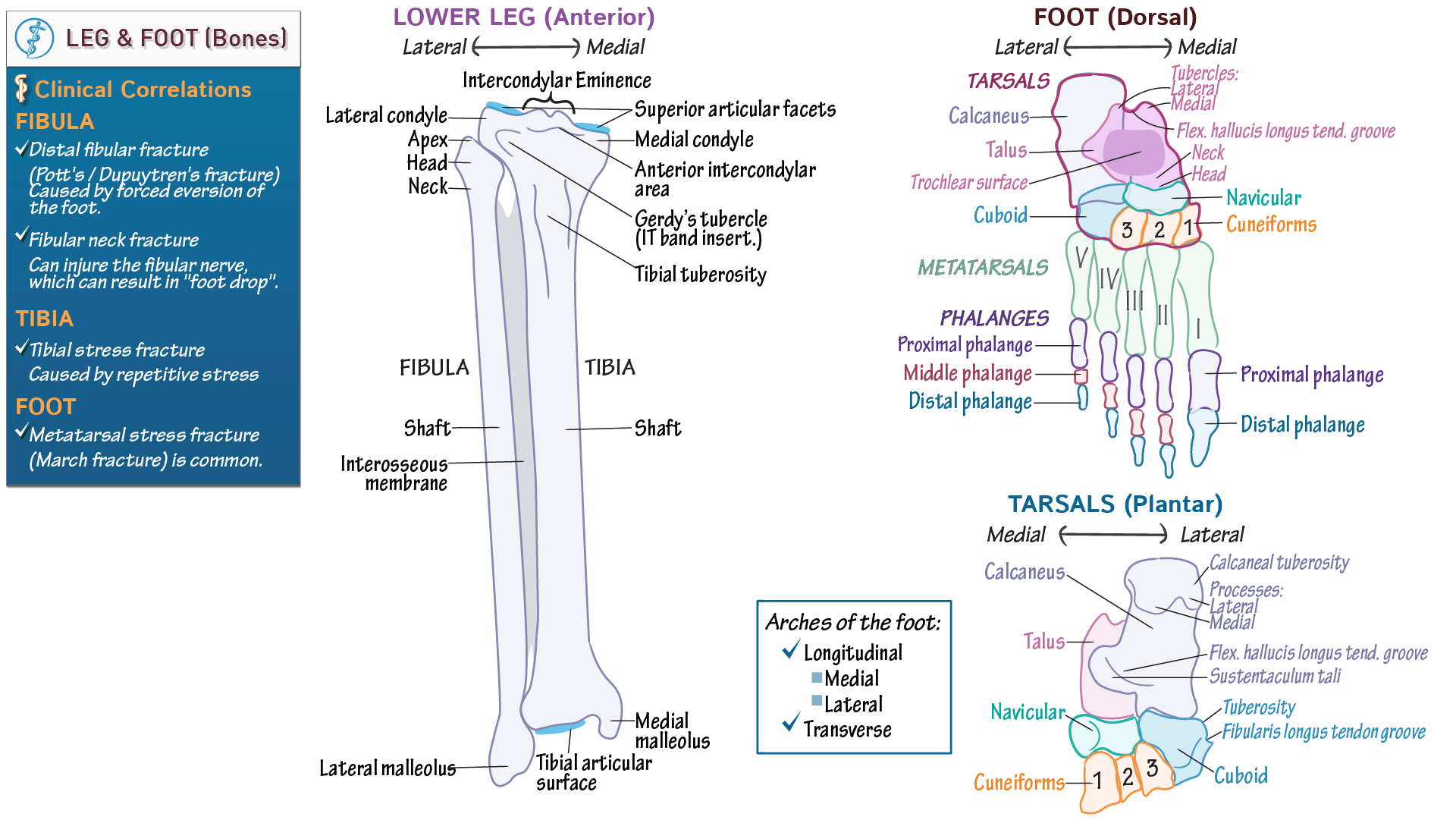 Gross Anatomy Bones of the Leg and Foot Draw It to Know It