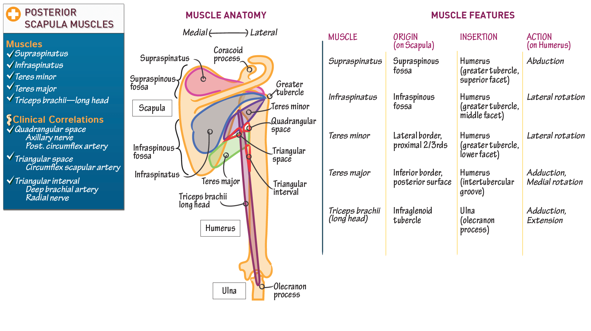 Anatomy & Physiology Posterior Scapula Draw It to Know It