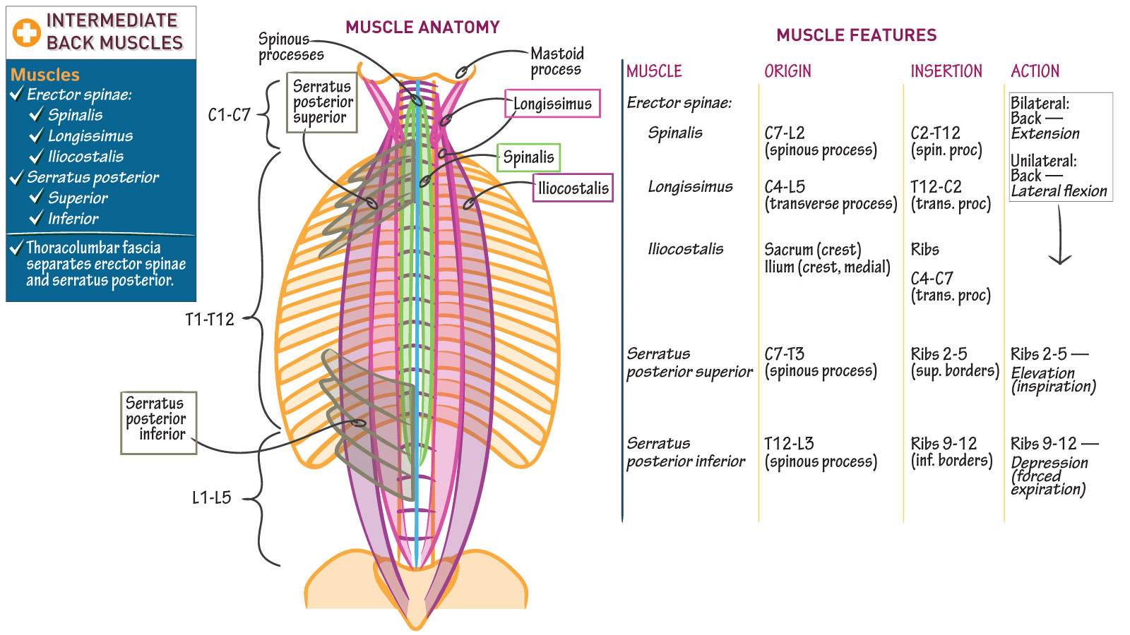 The Musculoskeletal/Integumentary System Intermediate Back Draw It