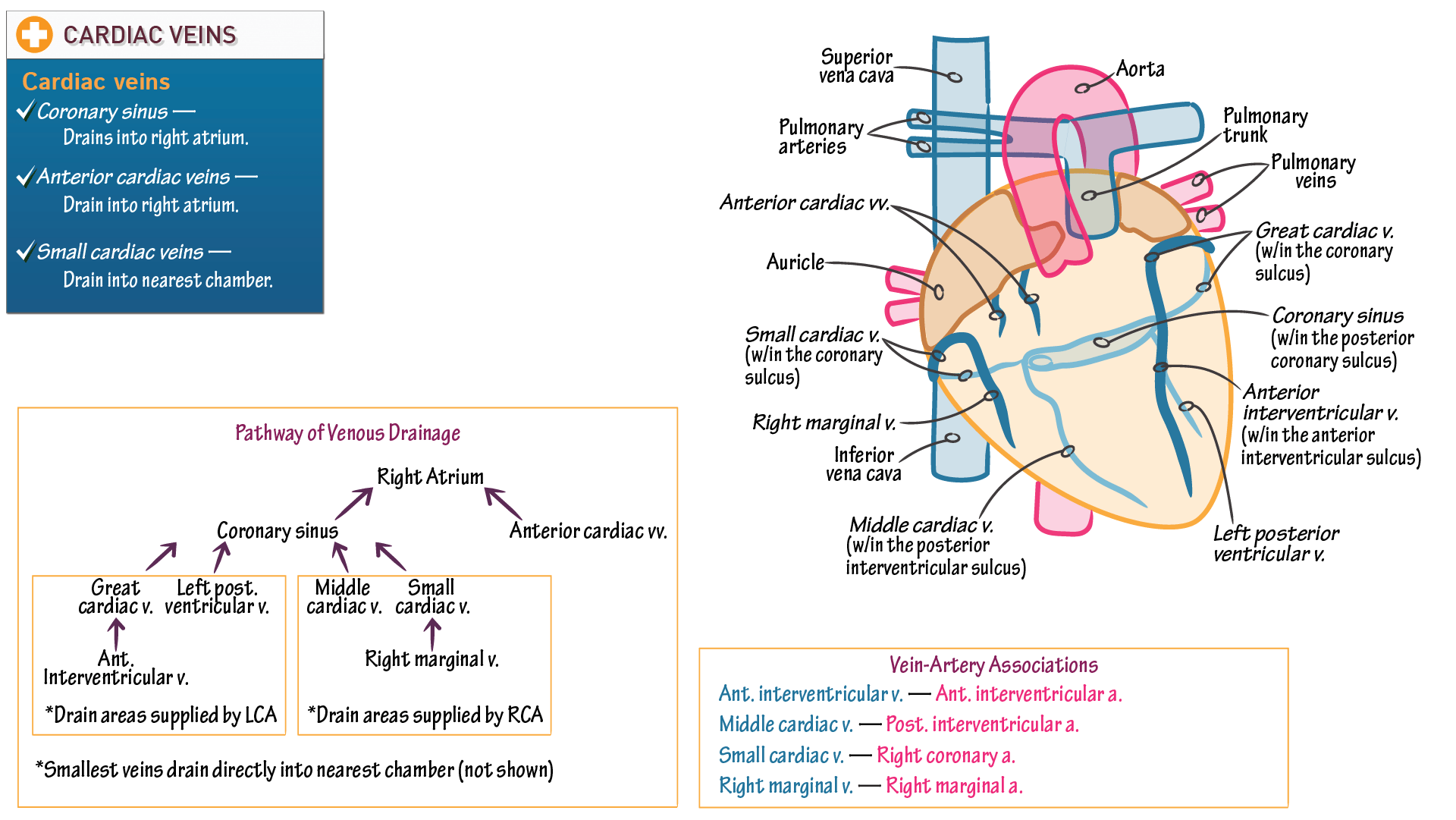 Gross Anatomy Cardiac Veins ditki medical & biological sciences