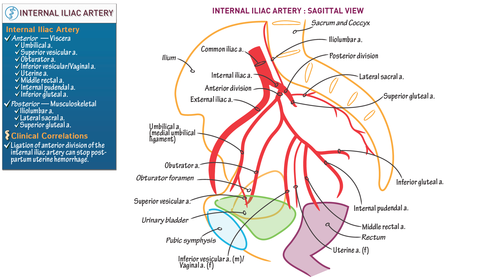 Gross Anatomy Internal Iliac Artery ditki medical & biological sciences