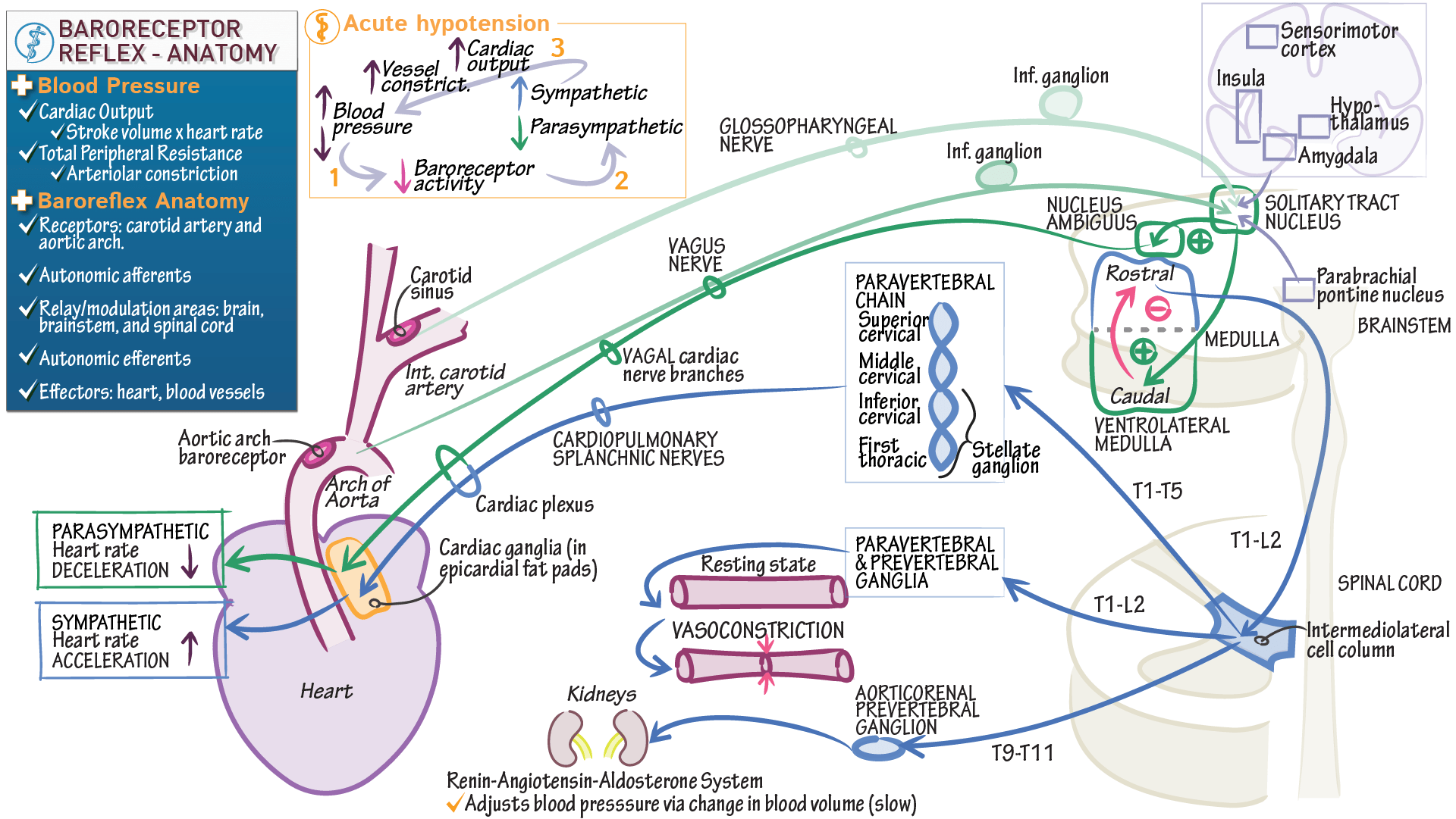 Neuroanatomy Baroreceptor Reflex Detailed Anatomy ditki medical