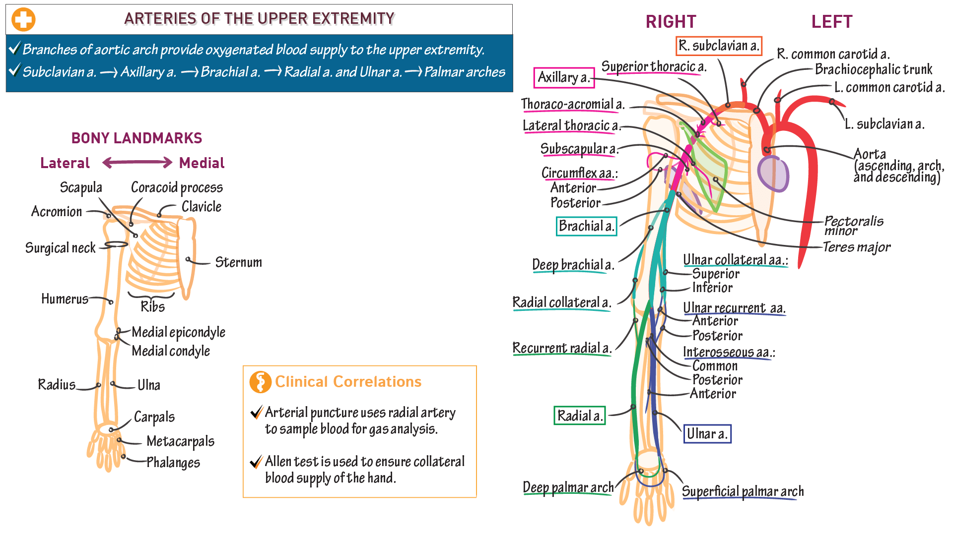 Gross Anatomy Arteries of the Upper Extremity ditki medical