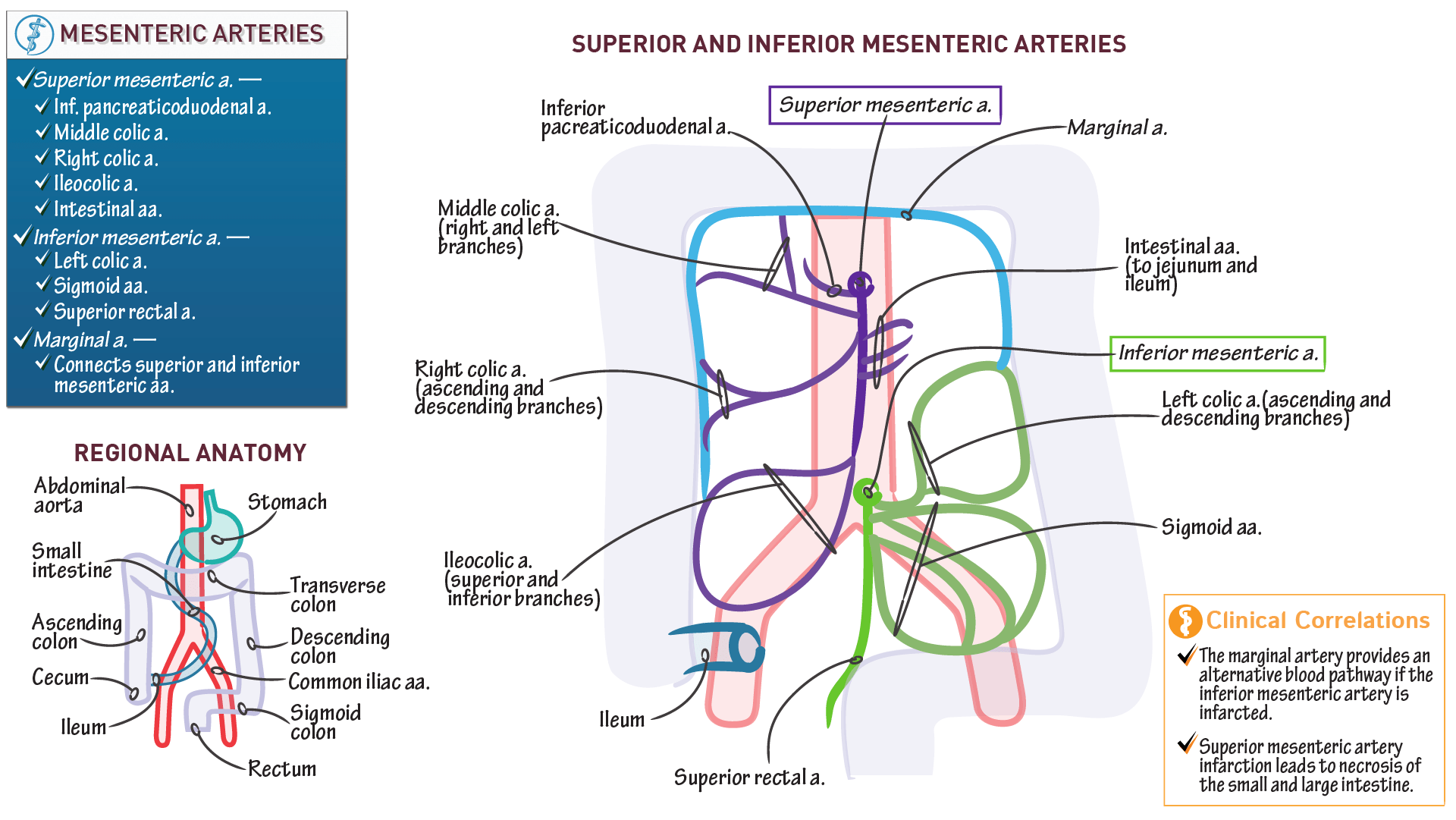 Anatomy & Physiology Mesenteric Arteries ditki medical & biological