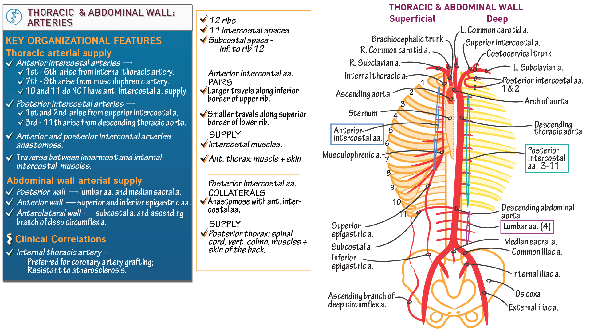 Gross Anatomy Arteries of the Trunk ditki medical & biological sciences