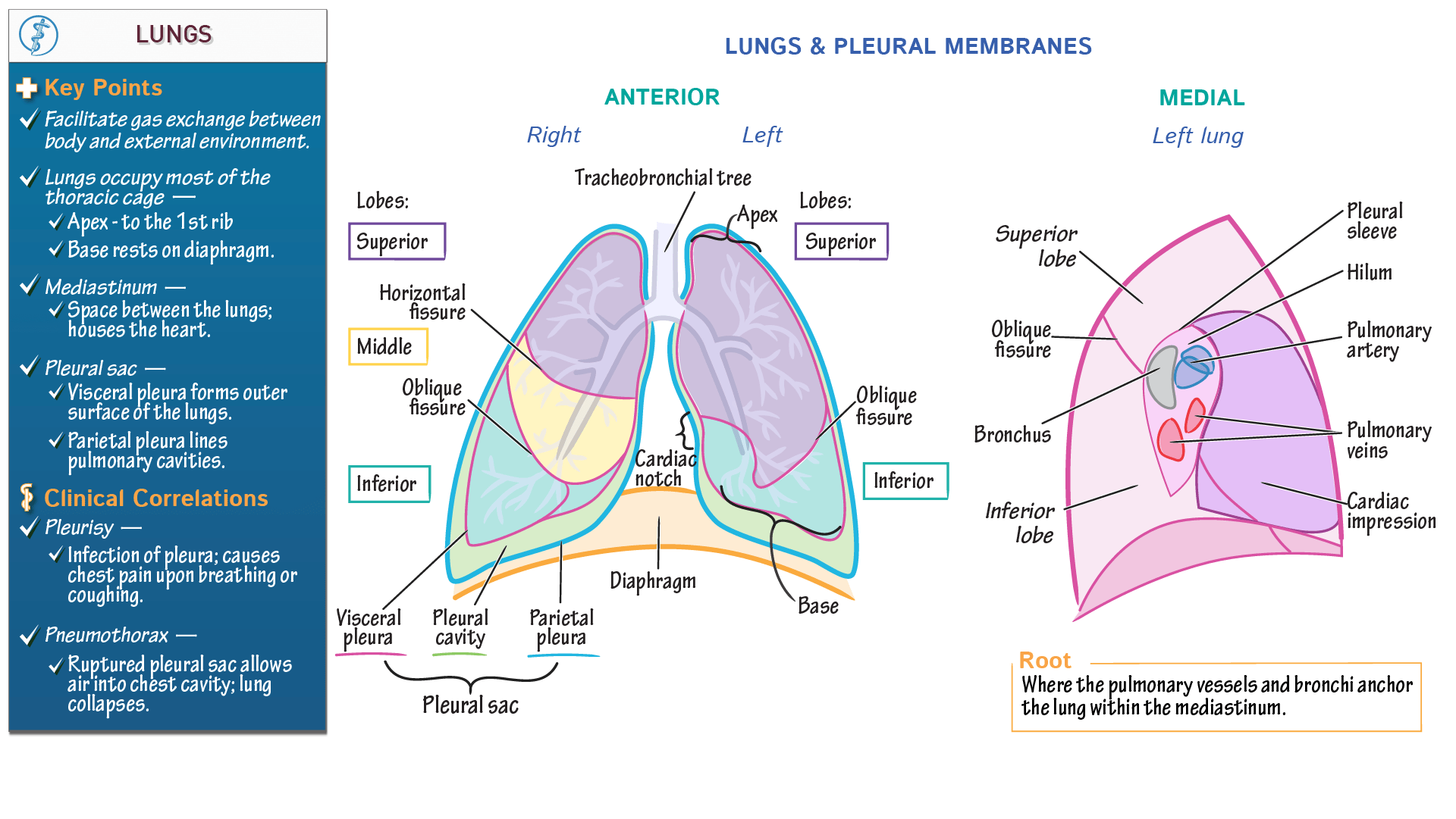 Gross Anatomy Lungs and Pleura ditki medical & biological sciences