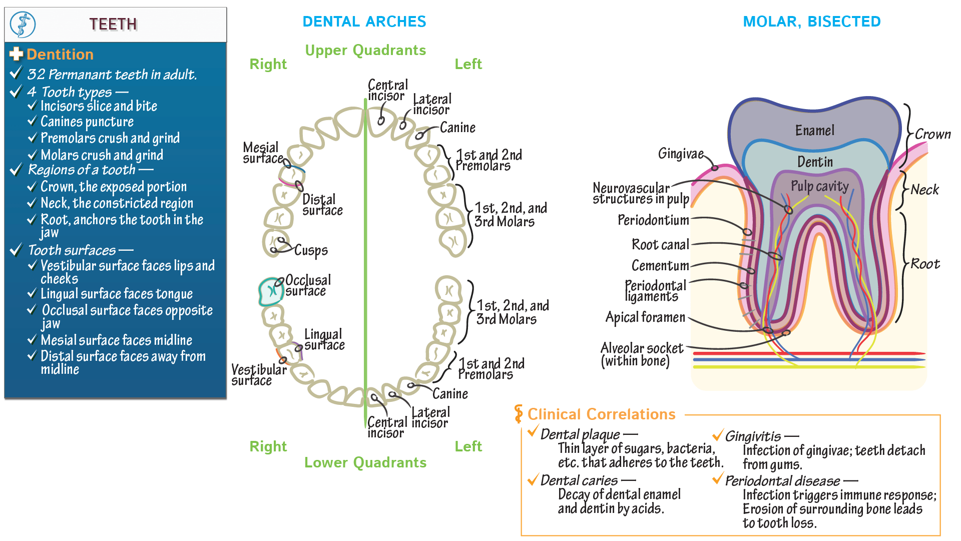 Gross Anatomy Teeth ditki medical & biological sciences