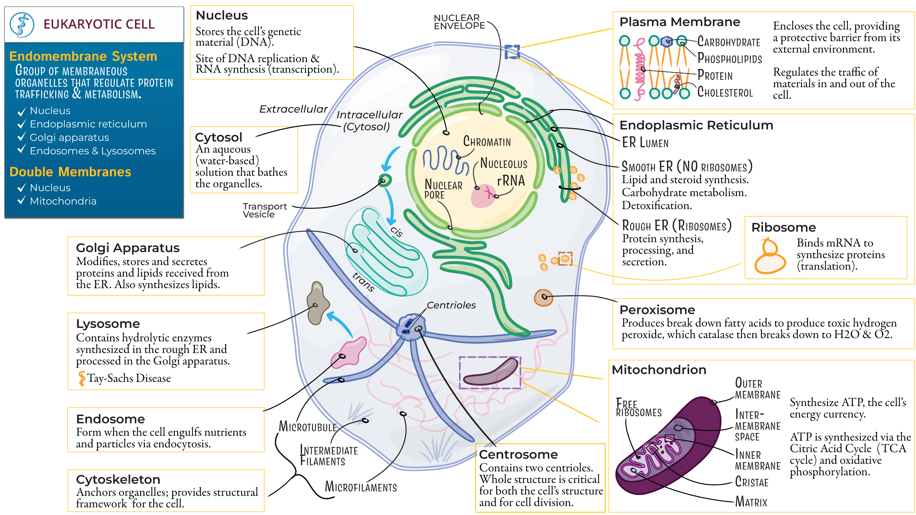 BMS Anatomy Eukaryotic Cell ditki medical & biological sciences