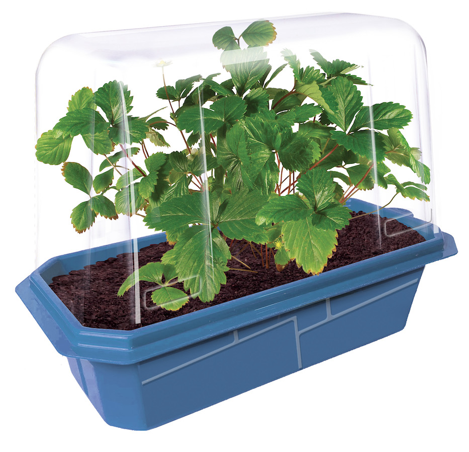 Sprouters Greenhouse Sweet Everbearing Strawberries