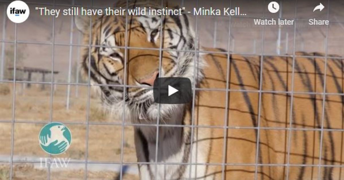 Tiger attack puts spotlight on dangers, poor conditions of
