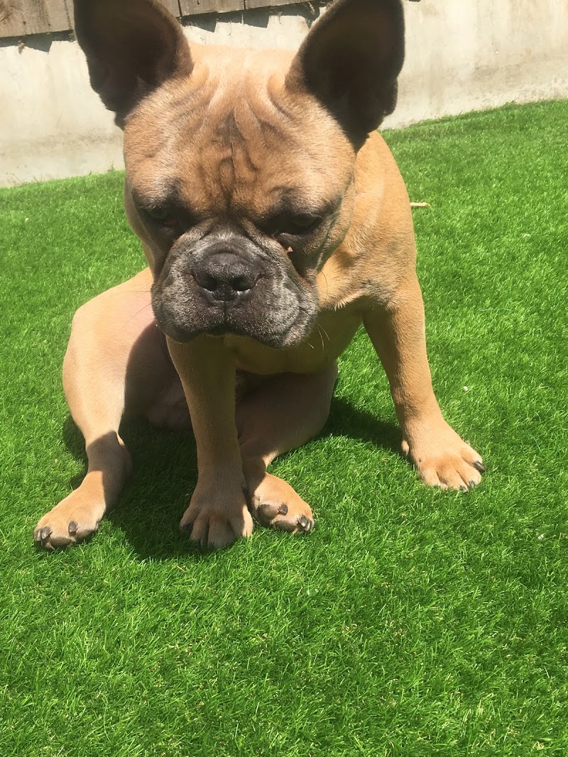 Tlc Pet Care Liverpool Tlc Pet Care Liverpool On Twitter Can We Have