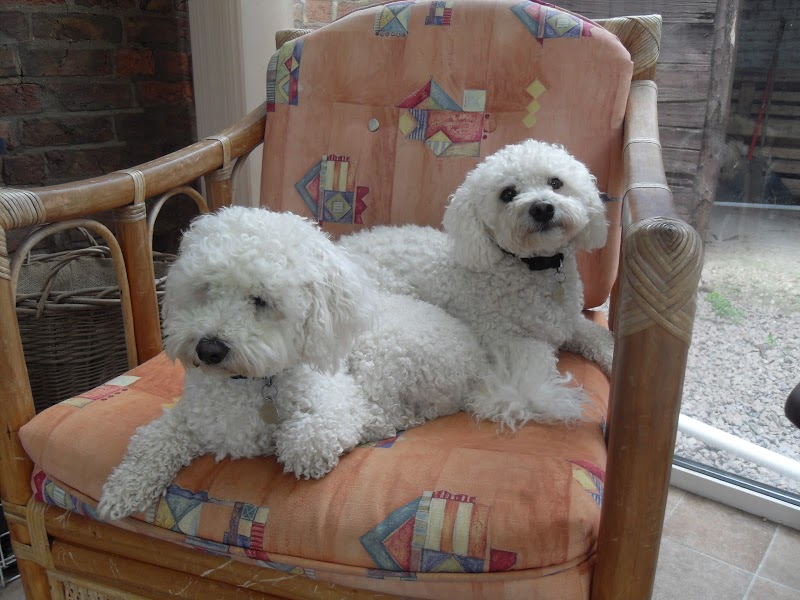 Debonair Dogs Bark Profile and Reviews