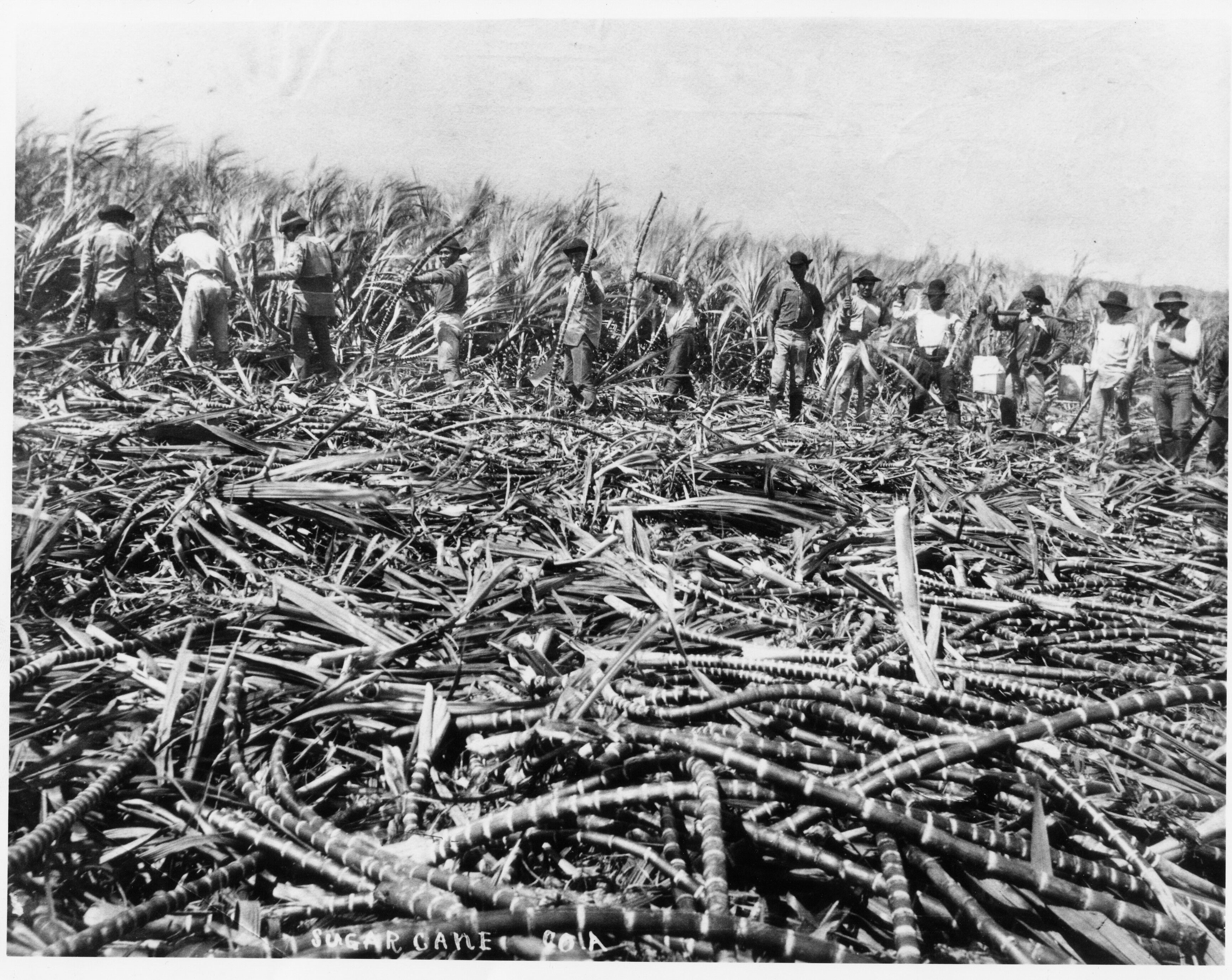Prince Kuhio And King Sugar The Powerful Industry Became A Double