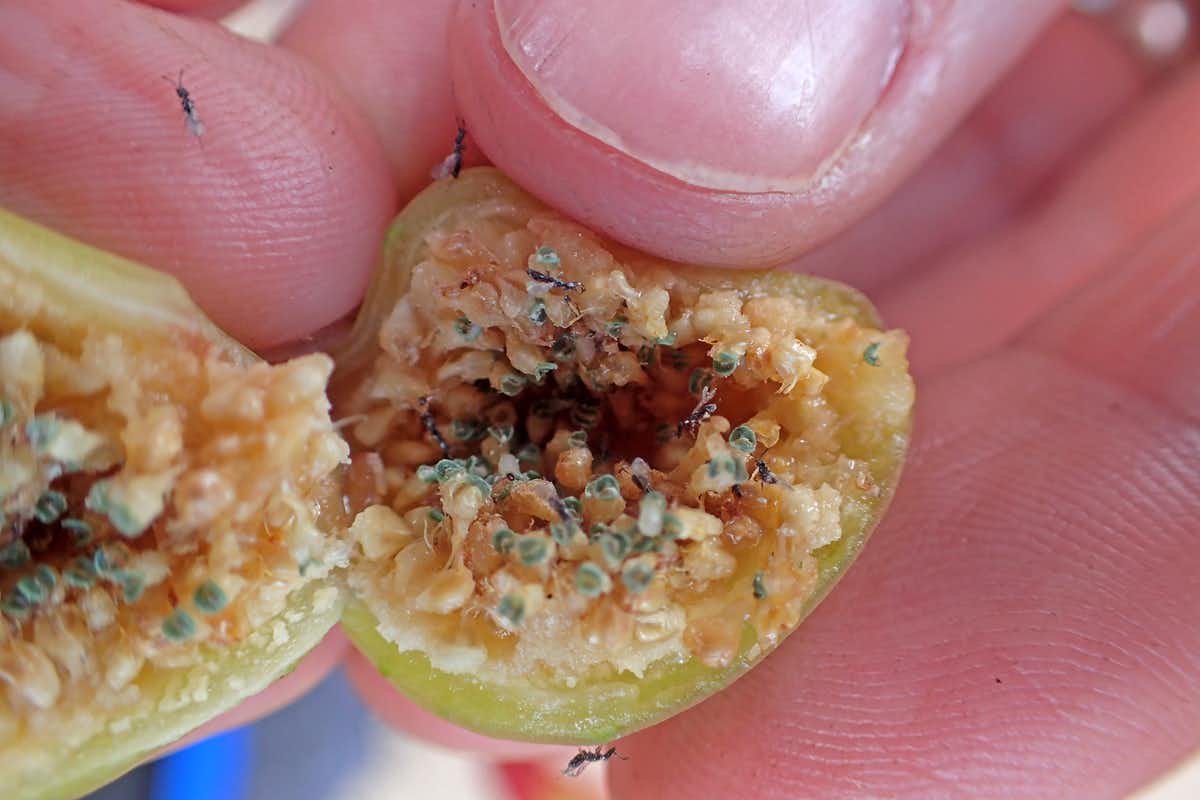 This UH Researcher Is Studying An Unusual Invasive Species Figs