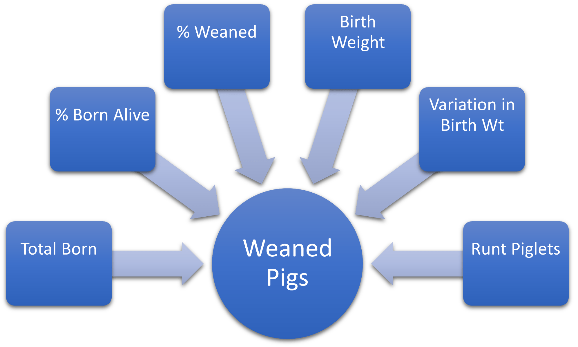 Strategies in Breeding Balancing Litter Size with Preweaning Survival Hypor