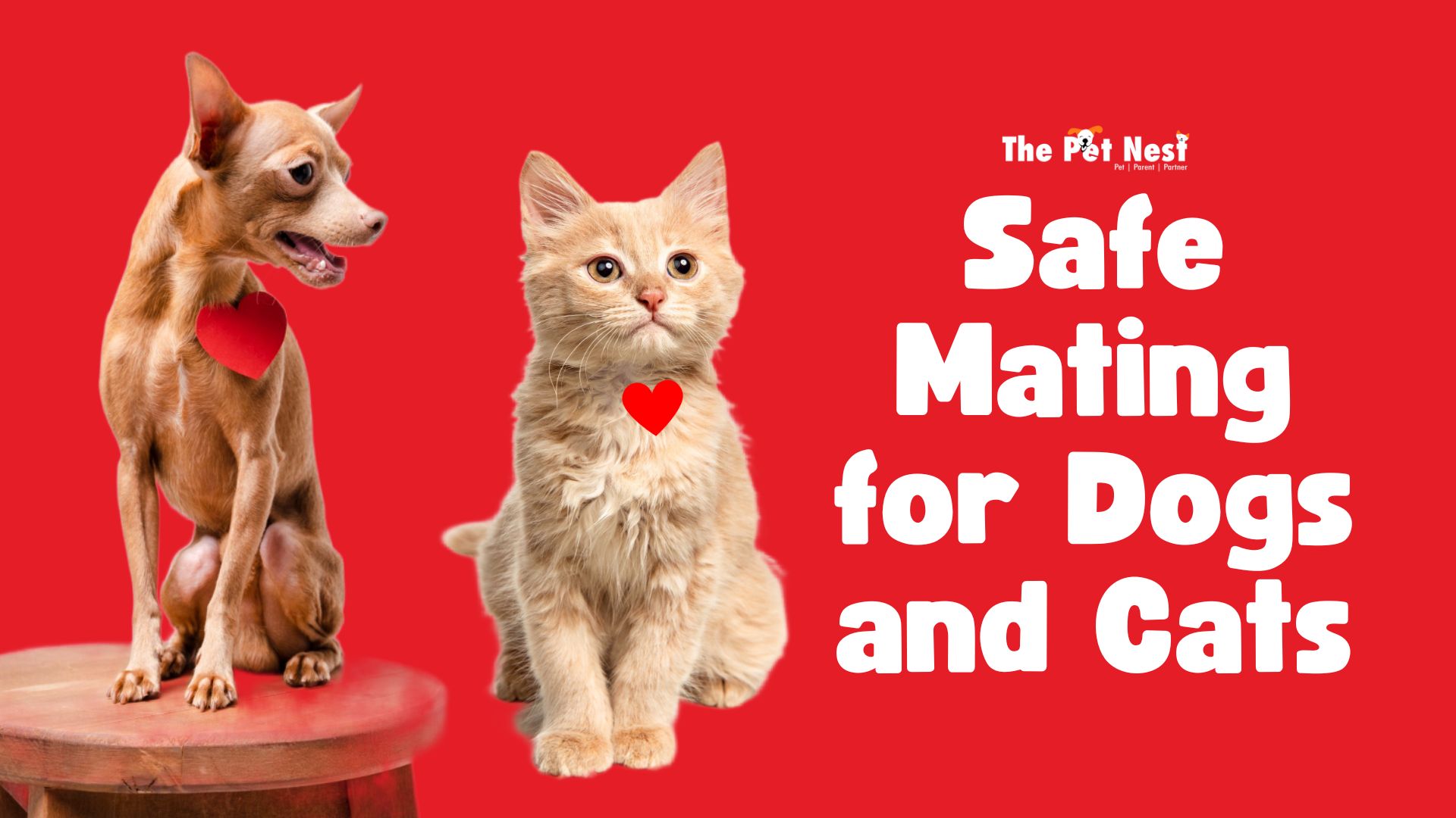 Cat And Dog Mating Together Pet Mating Find The Perfect Mating