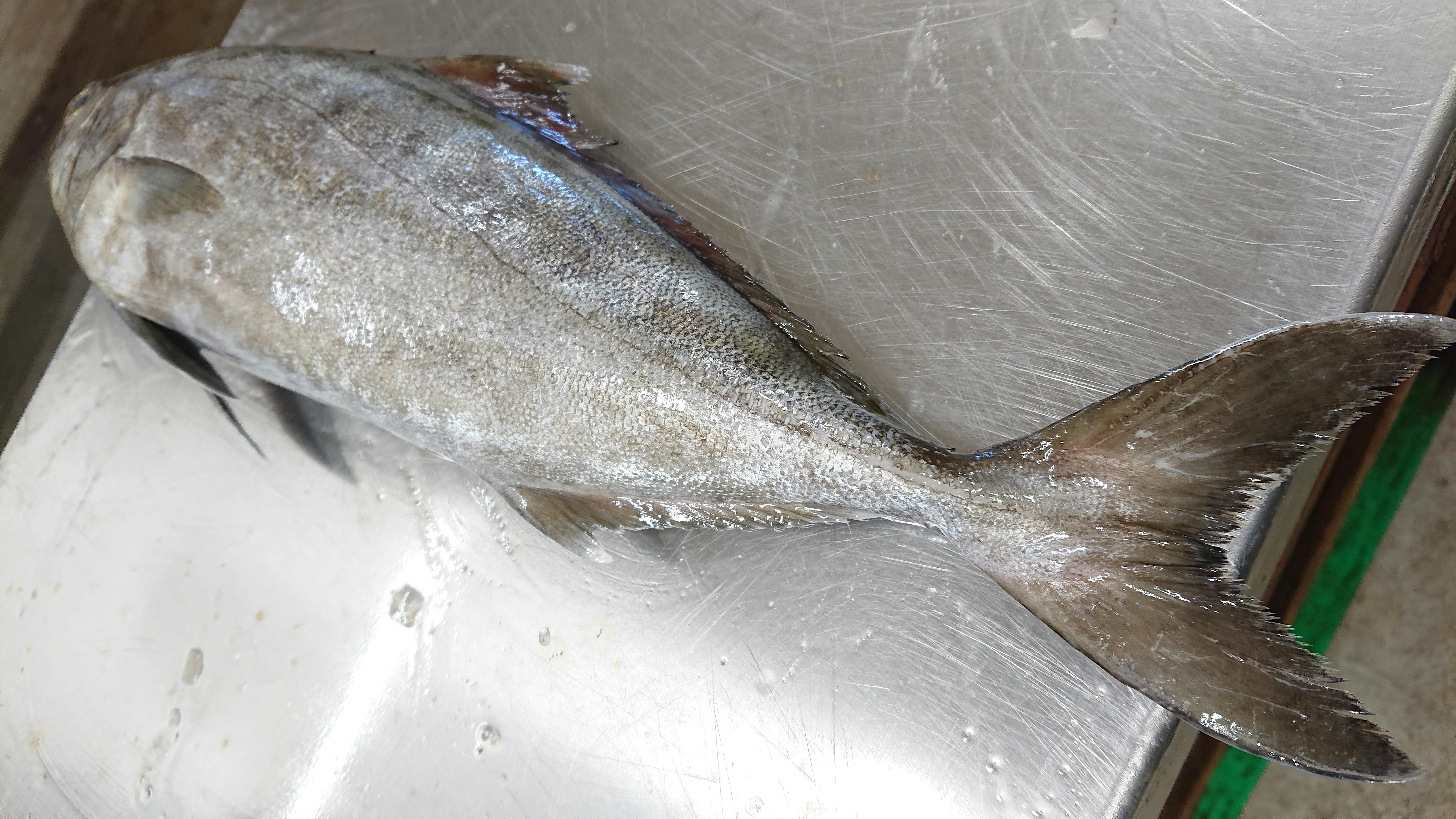アイブリ 880g 魚の直売所 UONTED（ウオンテッド）