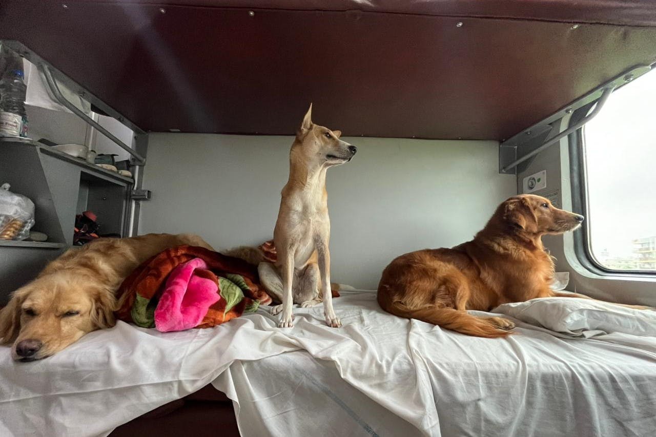 How to Travel with Your Dog in Train A StepbyStep Guide