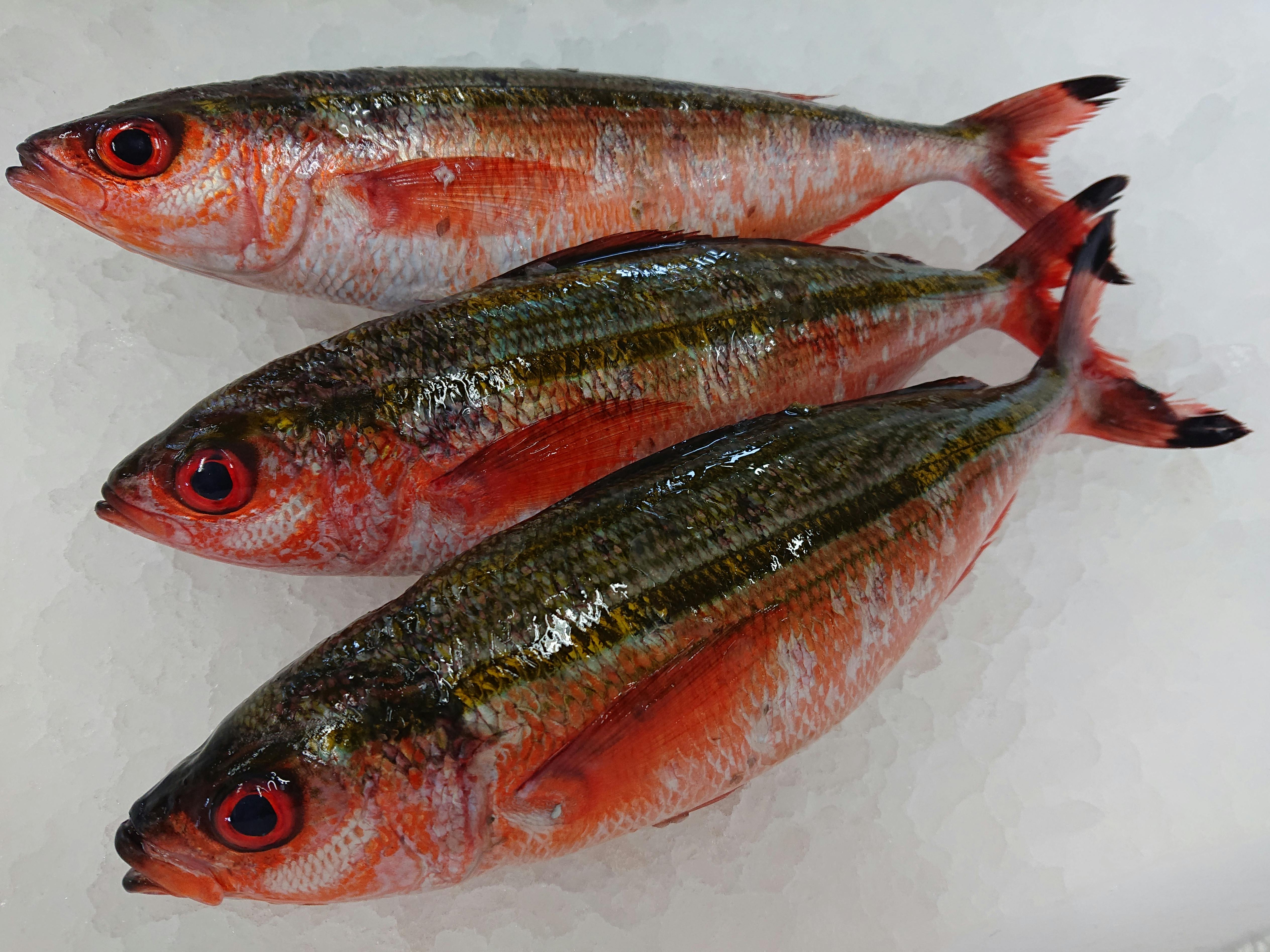 ニセタカサゴ(グルクン)3尾1000円 魚の直売所 UONTED（ウオンテッド）