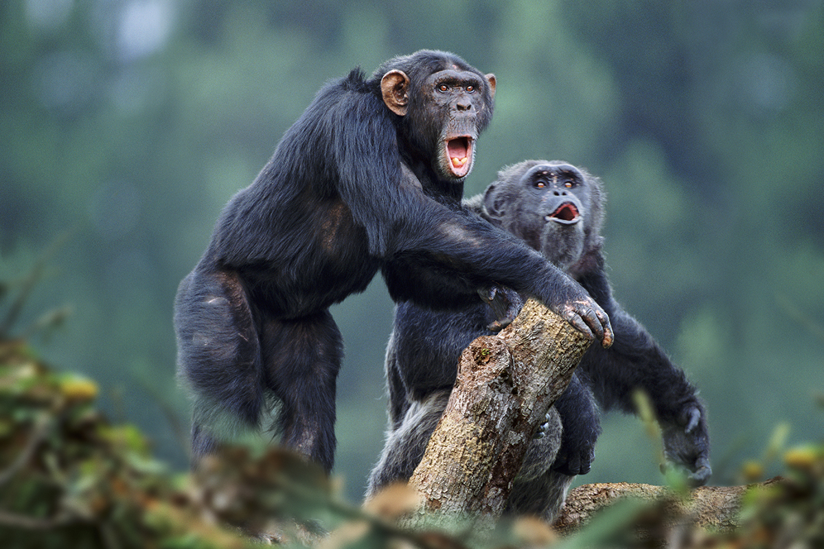 Oxytocin surge before a fight helps chimps bond with their group New