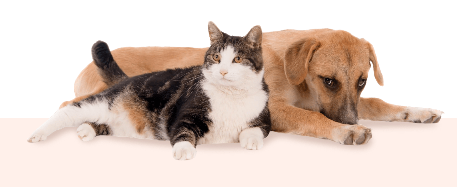 Cat and dog sitting together