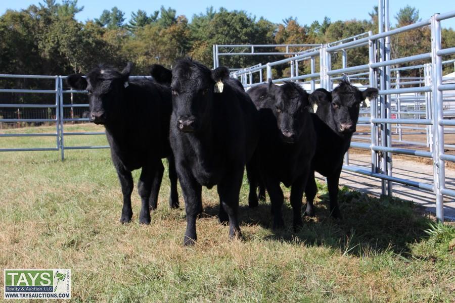 Tays Realty & Auction Auction ONLINE CATTLE AUCTION REGISTERED