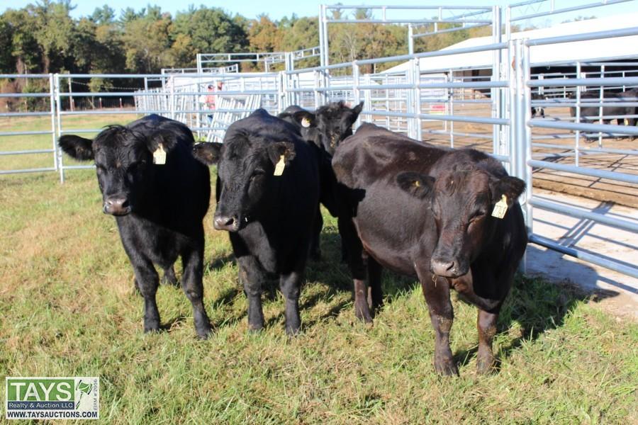 Tays Realty & Auction Auction ONLINE CATTLE AUCTION REGISTERED ANGUS REPLACEMENT FEMALES